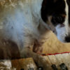 Heart of a dog – Image 6